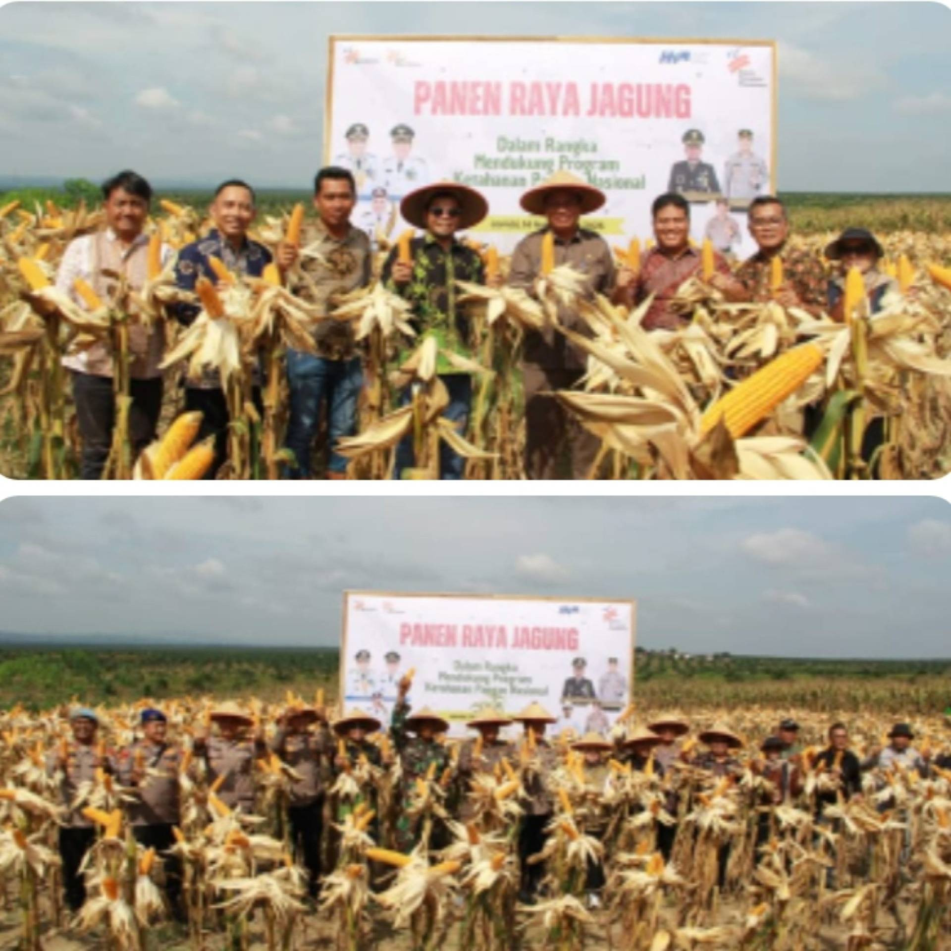 Panen Raya Jagung PT Agrowiyana dalam Rangka Mendukung Program Ketahanan Pangan Nasional