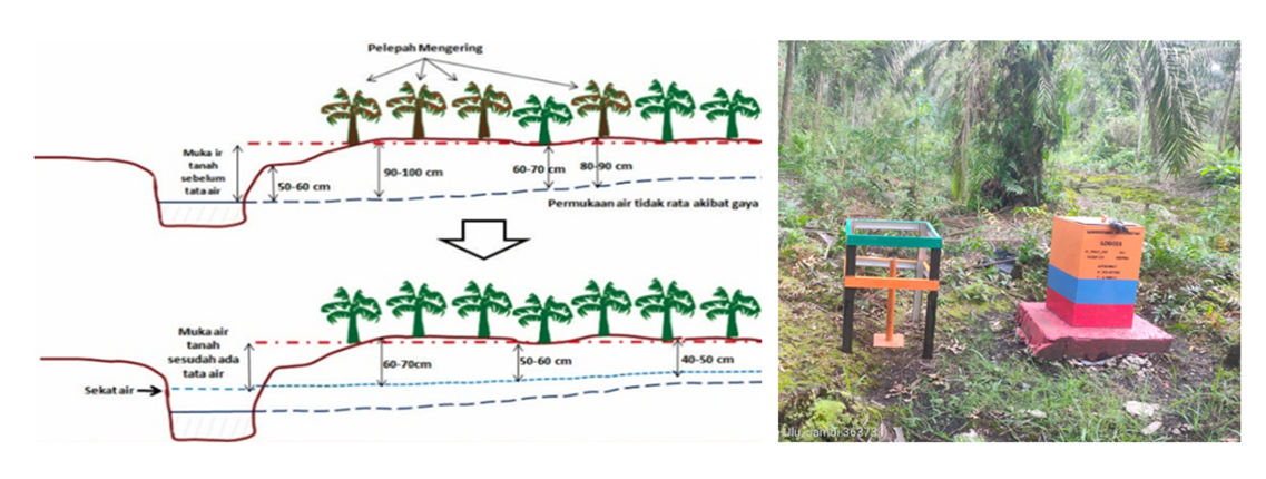 WATER MANAGEMENT : KUNCI UTAMA PELESTARIAN  EKOSISTEM GAMBUT PADA TANAMAN KELAPA SAWIT
