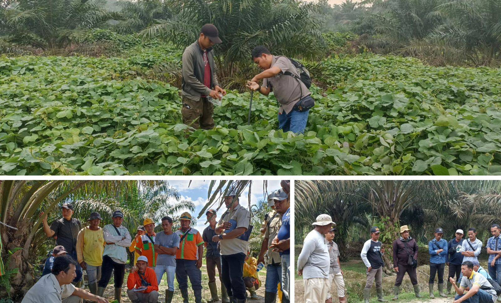 MANAJEMEN KANOPI PADA KELAPA SAWIT