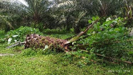 Pengelolaan Terpadu Ganoderma  Melalui Pendekatan Kimia, Biologi, Fisik, dan Ekologi Tanah