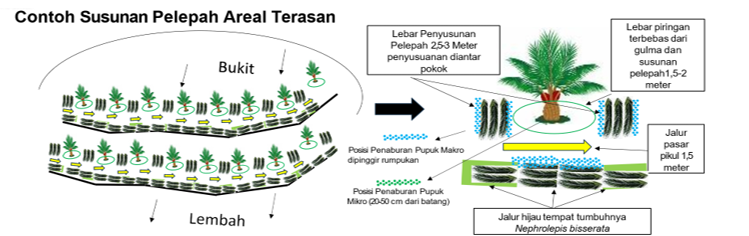 GROUND MANAGEMENT PERKEBUNAN KELAPA SAWIT