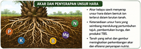 Ilustrasi manajemen nutrisi TBM dan TM kelapa sawit