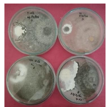 Buktikan Kinerja Produk Hayati dari Laboratorium