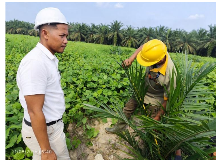 Strategi Monitoring, Evaluasi, dan Upaya Perbaikan Berbasis Blok untuk Identifikasi  Pertumbuhan Terhambat Fase TBM serta Pemulihan Produktivitas Kelapa Sawit Fase TM