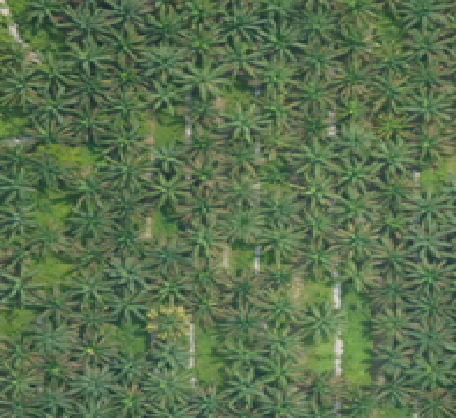 OPTIMALISASI PEMANFAATAN CITRA HASIL FOTO UDARA UNTUK  IDENTIFIKASI POKOK SAWIT SECARA PRESISI DAN EFEKTIF